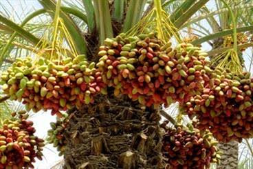 تصویر 2 از خرما مضافتی خوشه ای مرغوب با فرم طبیعی و ظاهر جذاب